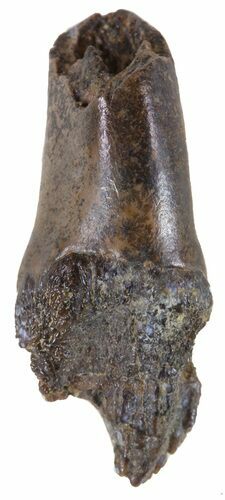 Rooted Leptoceratops Tooth - Montana #58487